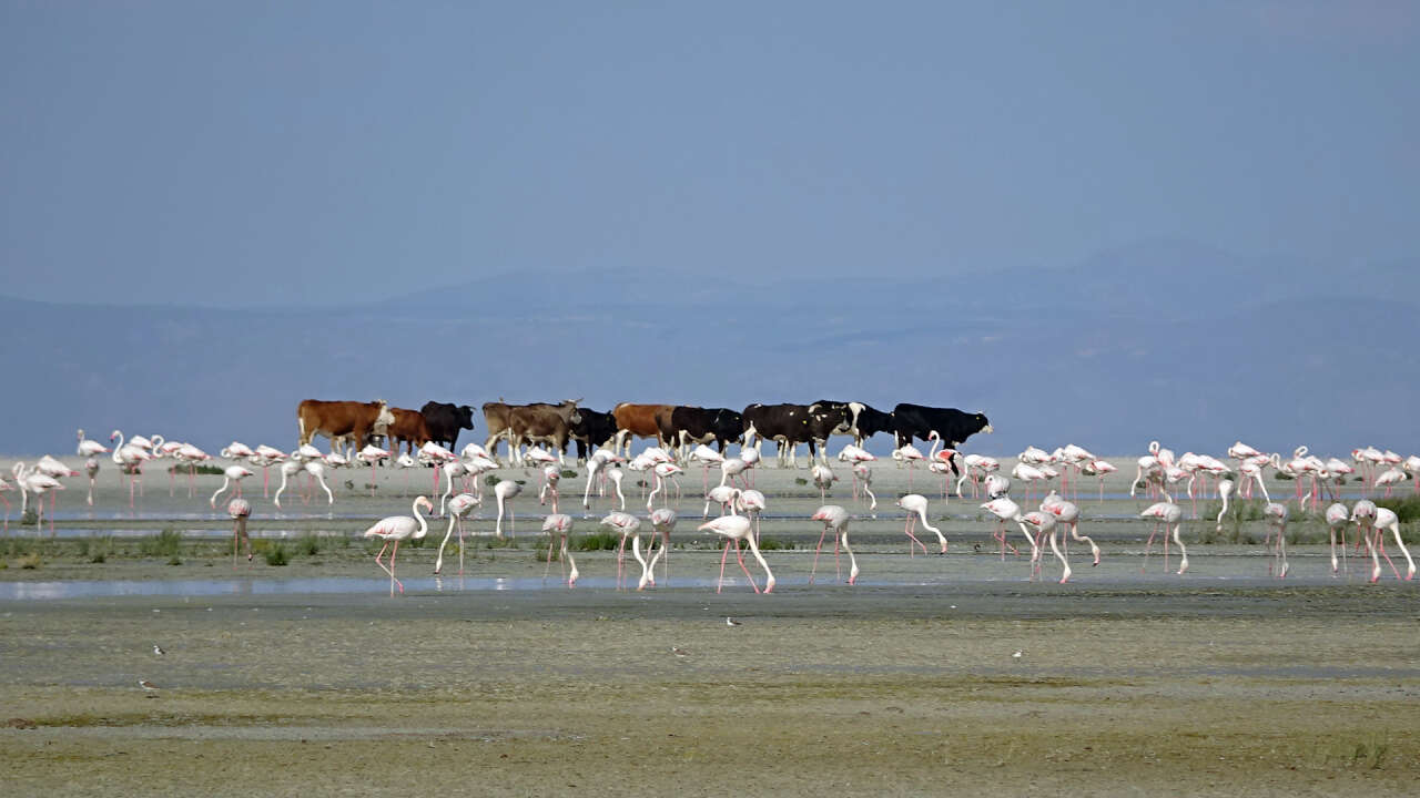 Konya’nın flamingo cennetinde hayat yeniden başladı! 5 bin yavru dünyaya geldi 5